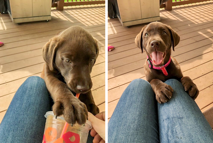 20+ тварин, заради яких господарі готові на все