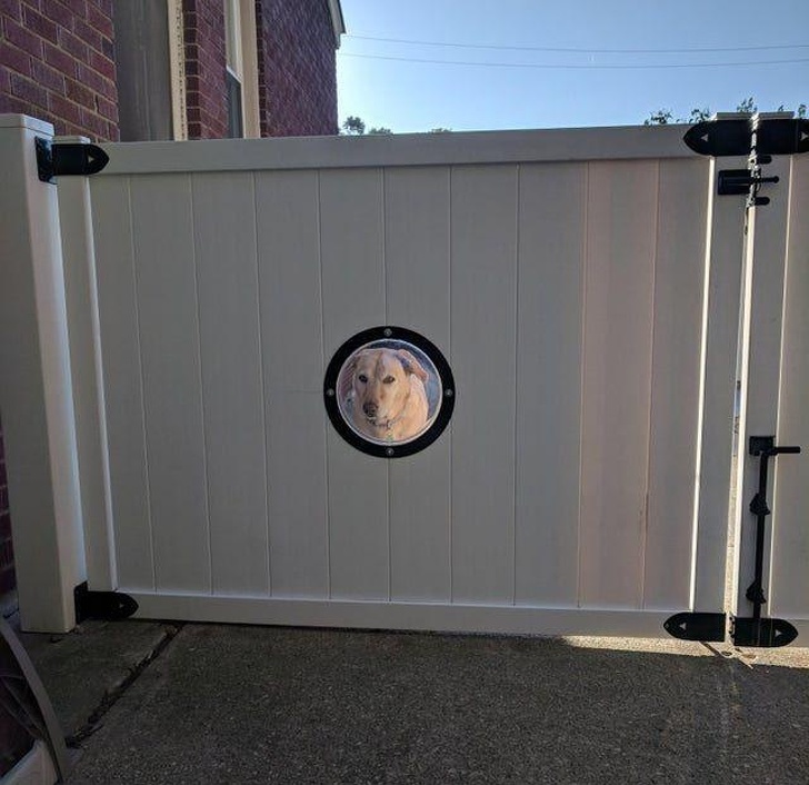 20+ тварин, заради яких господарі готові на все