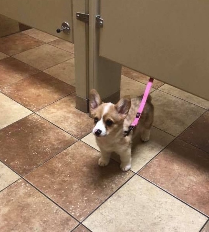 20+ тварин, заради яких господарі готові на все