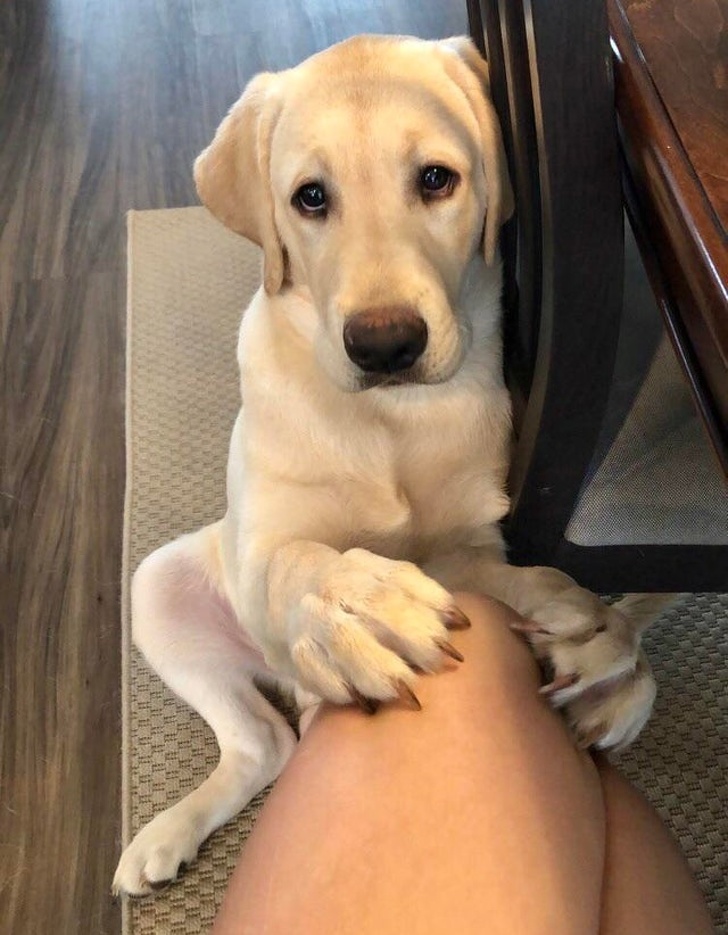 20+ тварин, заради яких господарі готові на все