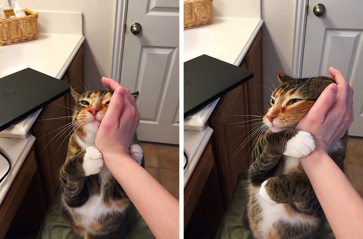 20+ тварин, заради яких господарі готові на все