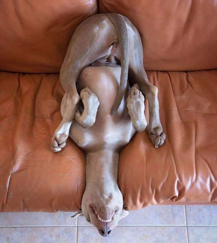 20+ вчинків, які здійснюють домашні тварини, коли ми на них не дивимося