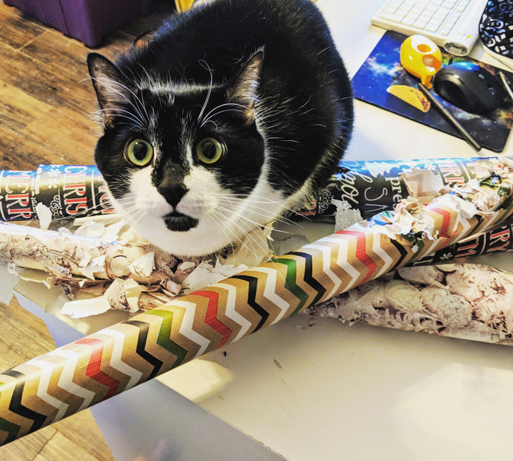 20+ вчинків, які здійснюють домашні тварини, коли ми на них не дивимося