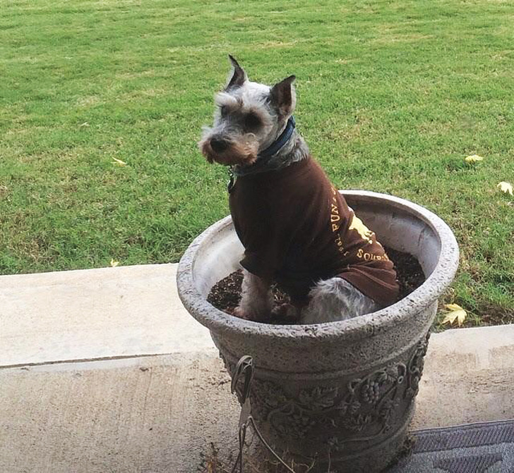 20+ вчинків, які здійснюють домашні тварини, коли ми на них не дивимося