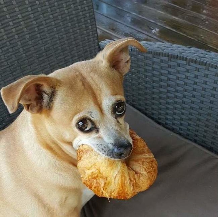20+ вчинків, які здійснюють домашні тварини, коли ми на них не дивимося