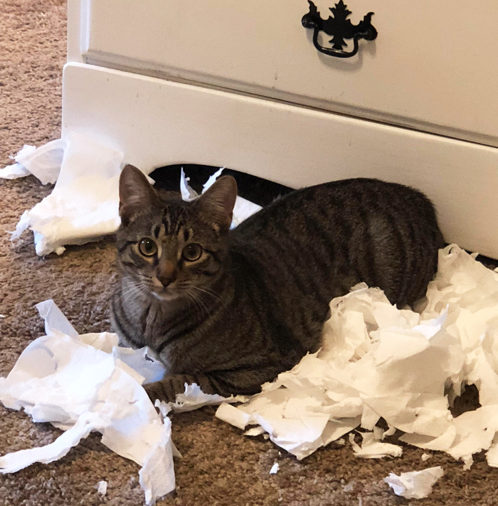 20+ вчинків, які здійснюють домашні тварини, коли ми на них не дивимося