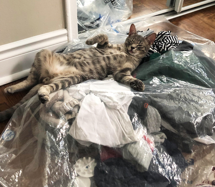 20+ вчинків, які здійснюють домашні тварини, коли ми на них не дивимося