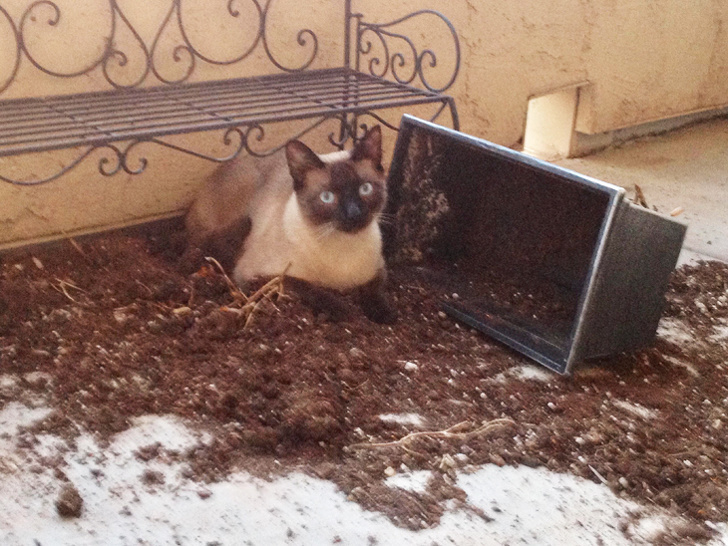 20+ вчинків, які здійснюють домашні тварини, коли ми на них не дивимося