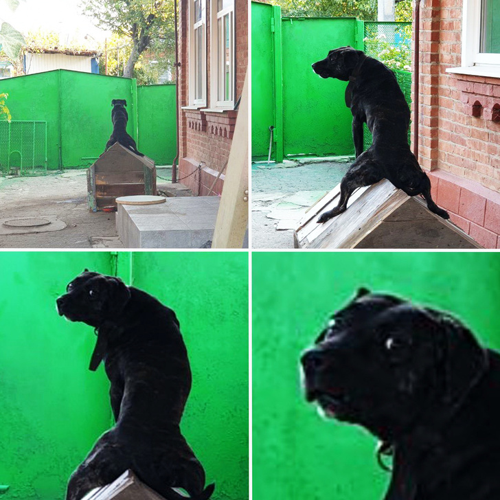 20+ вчинків, які здійснюють домашні тварини, коли ми на них не дивимося