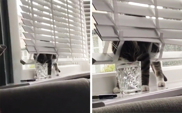 20+ вчинків, які здійснюють домашні тварини, коли ми на них не дивимося