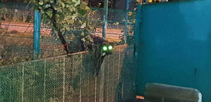 20+ вчинків, які здійснюють домашні тварини, коли ми на них не дивимося