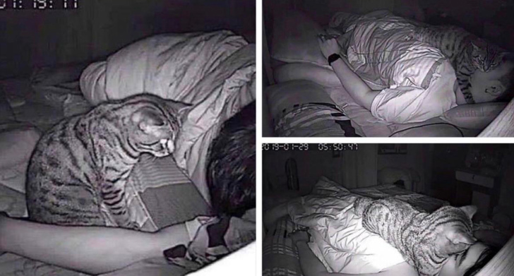 20+ вчинків, які здійснюють домашні тварини, коли ми на них не дивимося