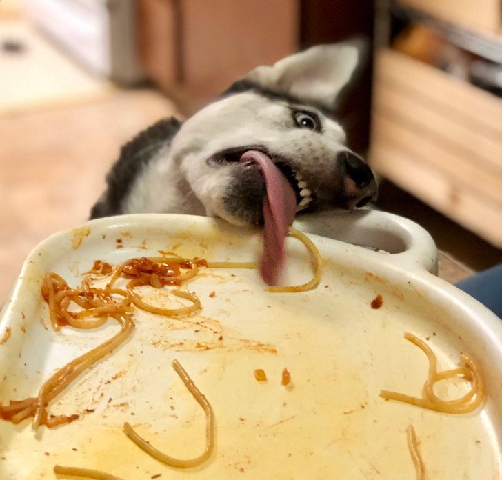 20+ вчинків, які здійснюють домашні тварини, коли ми на них не дивимося