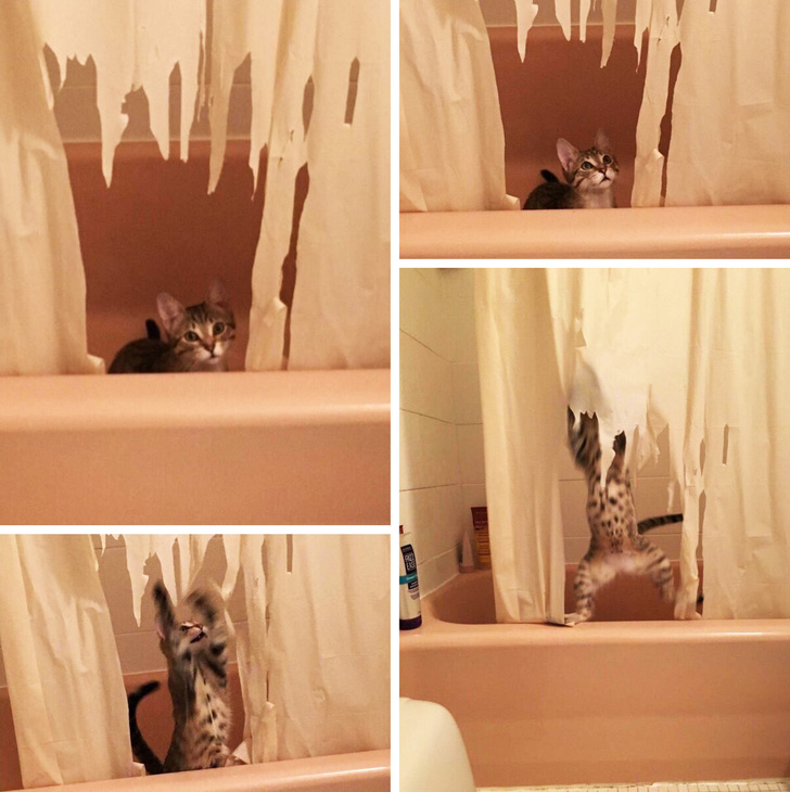 20+ вчинків, які здійснюють домашні тварини, коли ми на них не дивимося