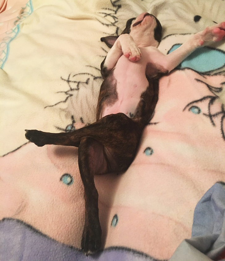 20+ вчинків, які здійснюють домашні тварини, коли ми на них не дивимося