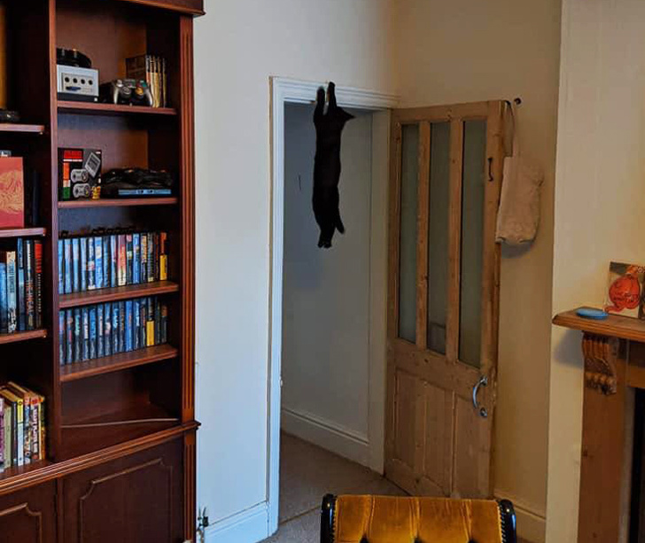 20+ вихованців, які не дозволяють своїм власникам нудьгувати ні хвилинки