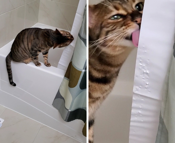 20+ вихованців, які не дозволяють своїм власникам нудьгувати ні хвилинки