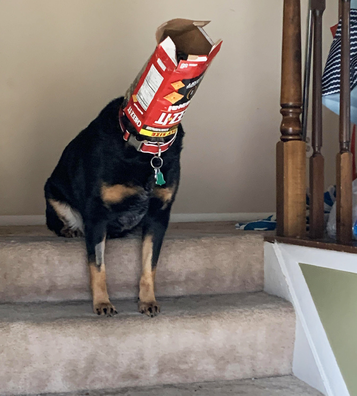 20+ вихованців, які не дозволяють своїм власникам нудьгувати ні хвилинки