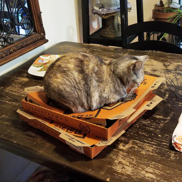 20+ вихованців, які не дозволяють своїм власникам нудьгувати ні хвилинки