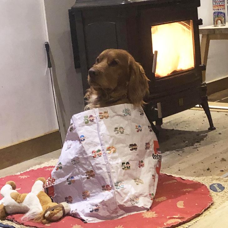 20+ вихованців, які не дозволяють своїм власникам нудьгувати ні хвилинки