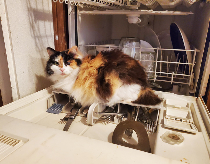 20+ вихованців, які не дозволяють своїм власникам нудьгувати ні хвилинки