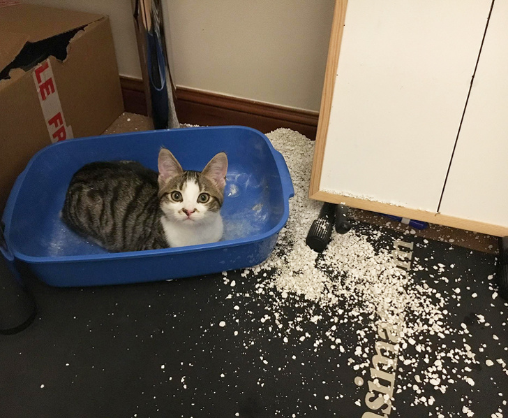 20+ вихованців, які не дозволяють своїм власникам нудьгувати ні хвилинки