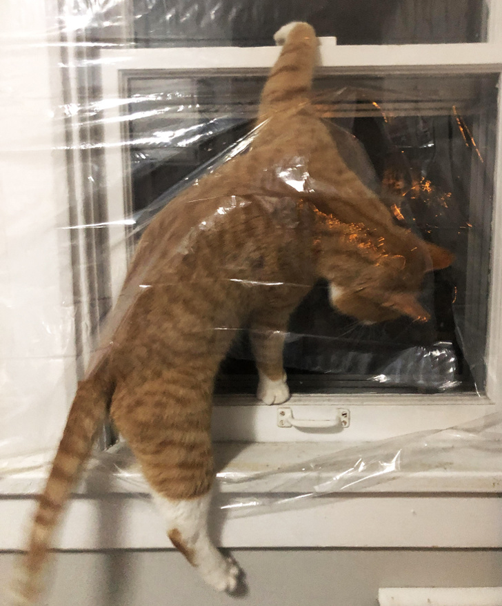 20+ вихованців, які не дозволяють своїм власникам нудьгувати ні хвилинки