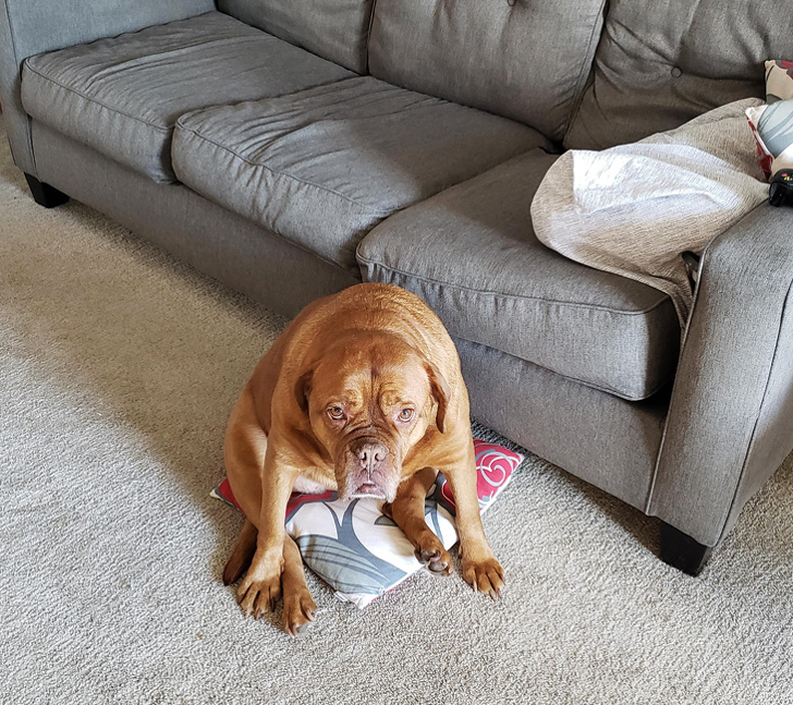 20+ вихованців, які не дозволяють своїм власникам нудьгувати ні хвилинки