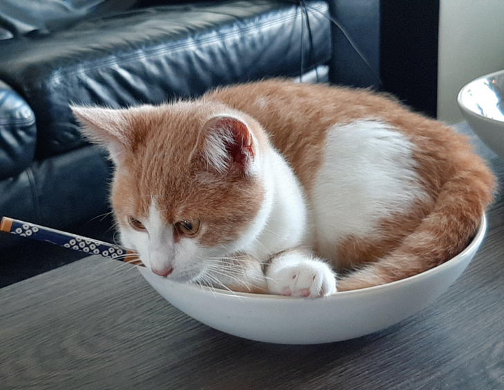 20+ вихованців, які не дозволяють своїм власникам нудьгувати ні хвилинки