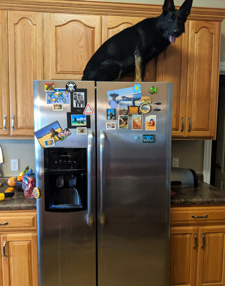 20+ вихованців, які не дозволяють своїм власникам нудьгувати ні хвилинки