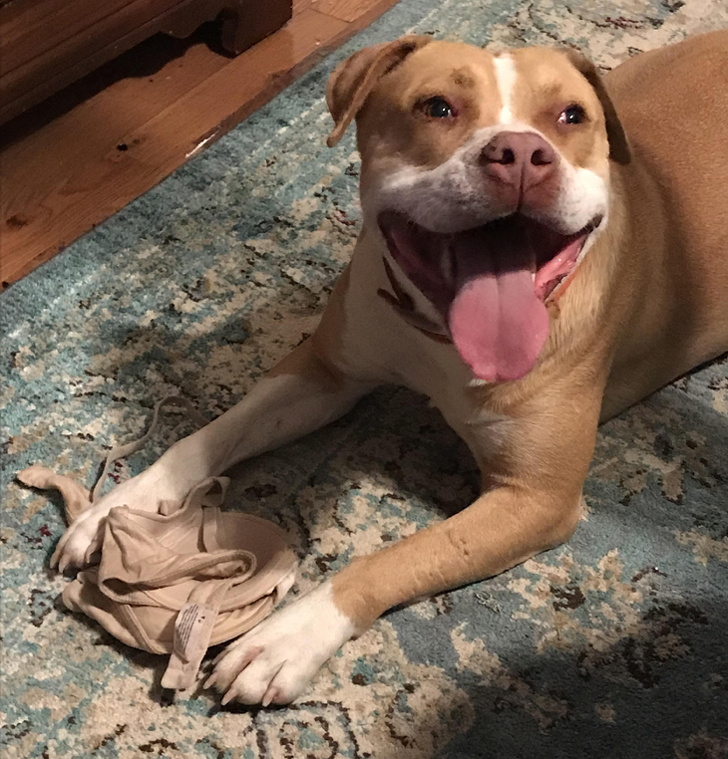 20+ вихованців, які не дозволяють своїм власникам нудьгувати ні хвилинки