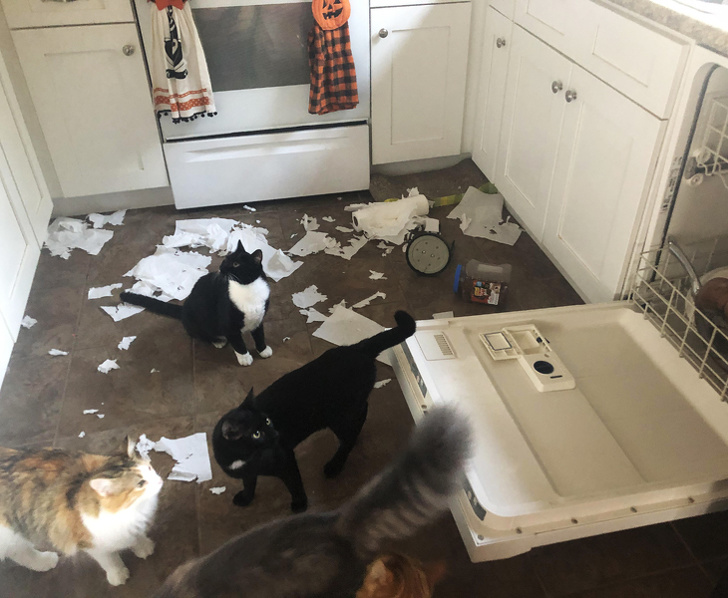 20+ вихованців, які не дозволяють своїм власникам нудьгувати ні хвилинки