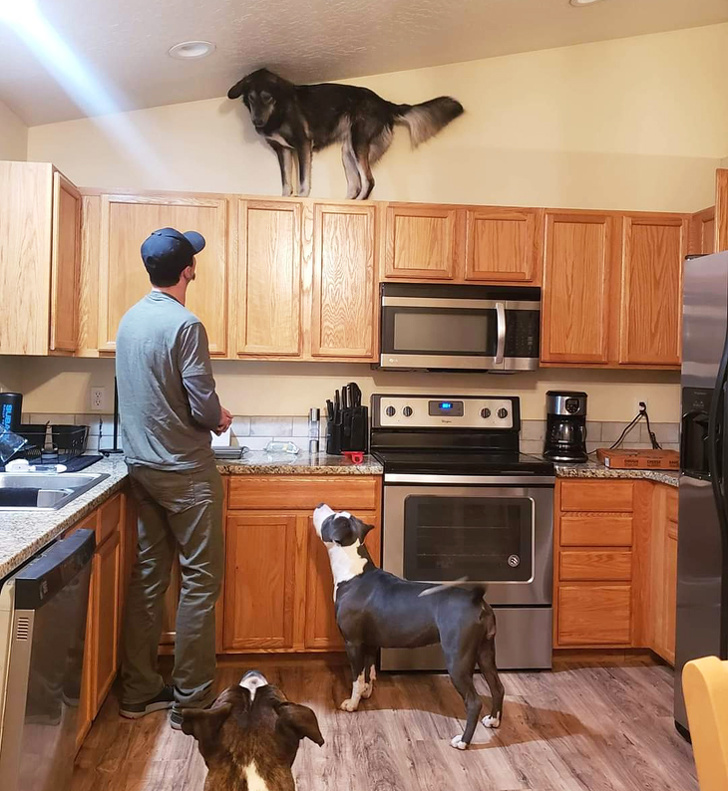 20+ вихованців, які не дозволяють своїм власникам нудьгувати ні хвилинки