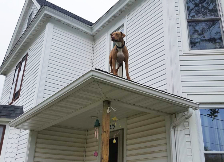 20+ вихованців, які не дозволяють своїм власникам нудьгувати ні хвилинки