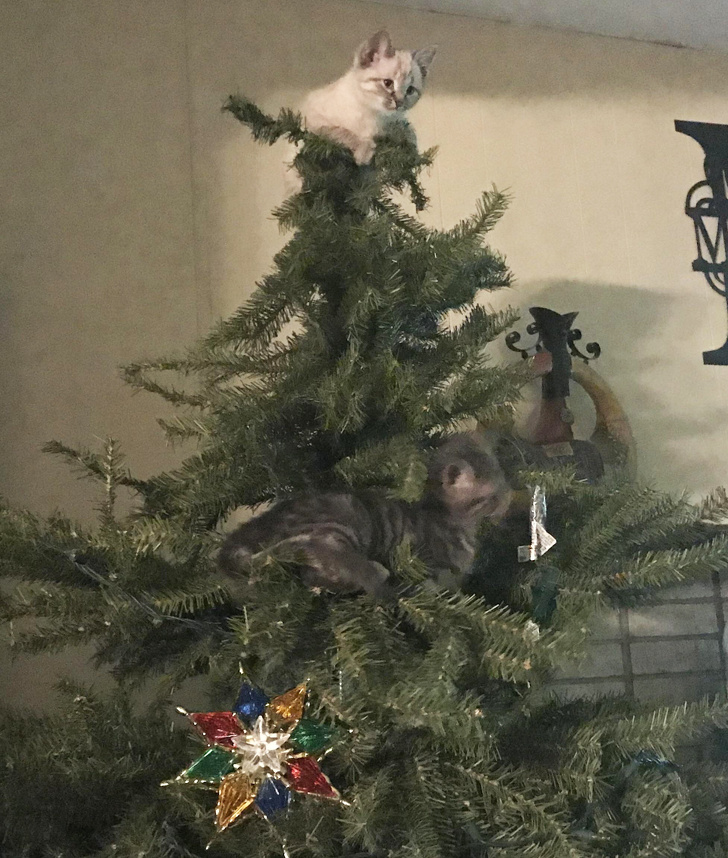 20+ вихованців, які не дозволяють своїм власникам нудьгувати ні хвилинки