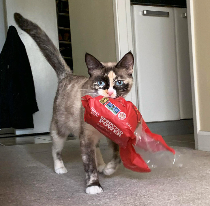 20+ вихованців, які не дозволяють своїм власникам нудьгувати ні хвилинки