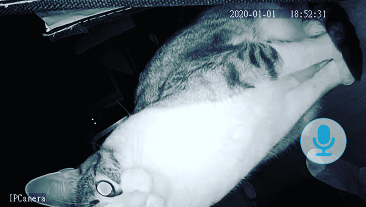 20+ вихованців, які не дозволяють своїм власникам нудьгувати ні хвилинки