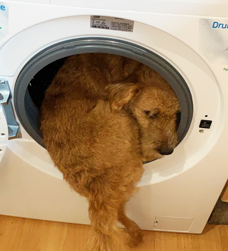 20+ вихованців, які не дозволяють своїм власникам нудьгувати ні хвилинки