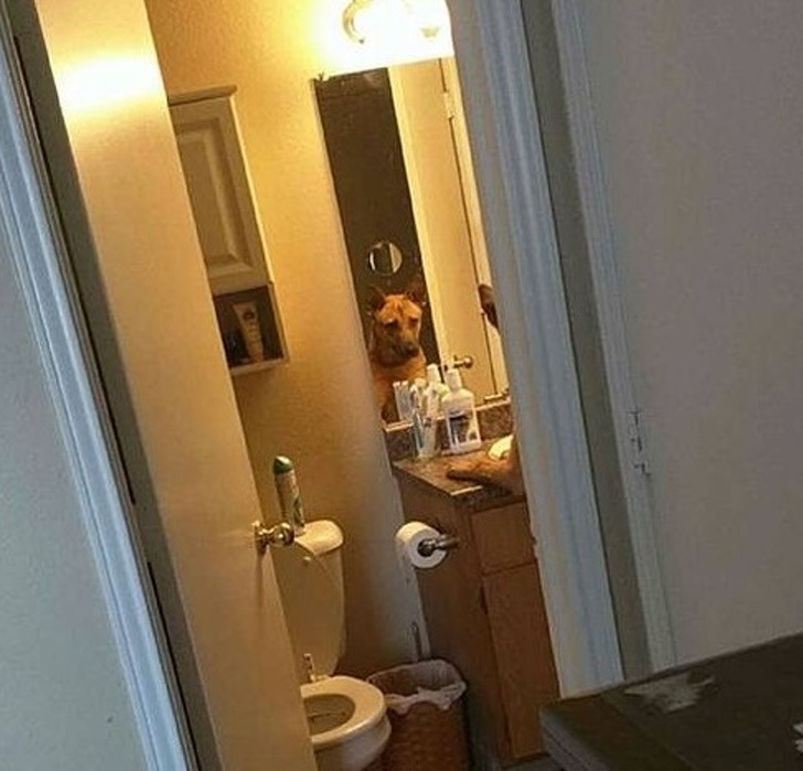 20+ вихованців, які опинилися один на один зі своїм відображенням