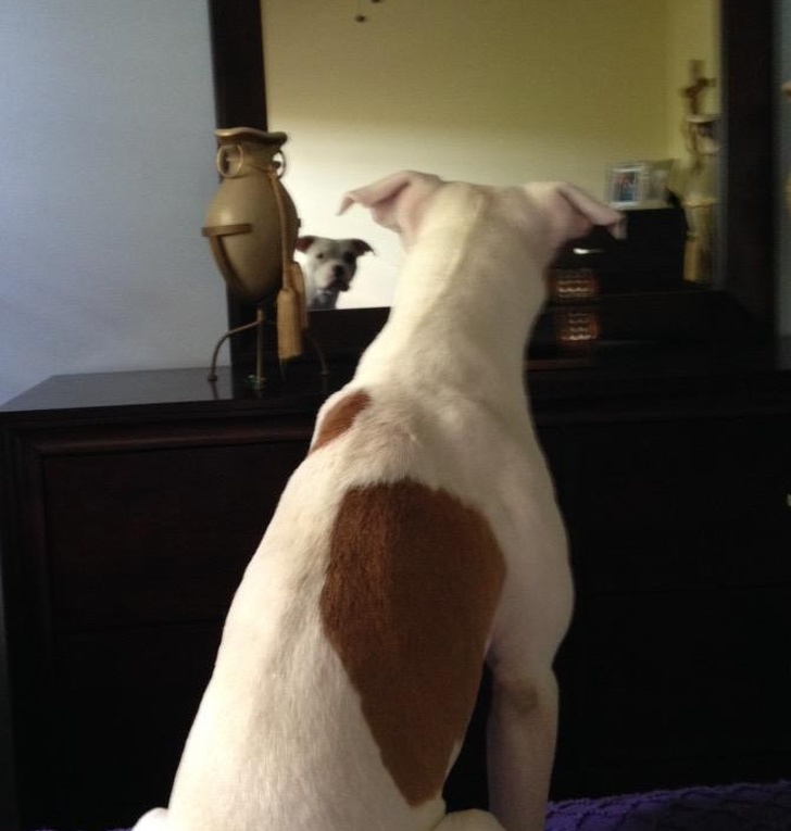 20+ вихованців, які опинилися один на один зі своїм відображенням