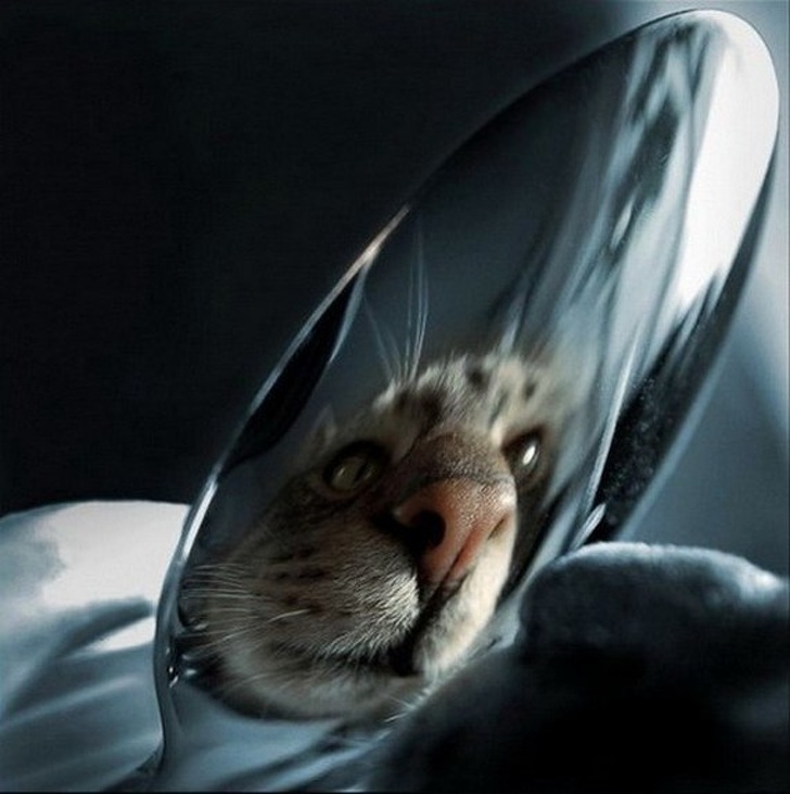 20+ вихованців, які опинилися один на один зі своїм відображенням