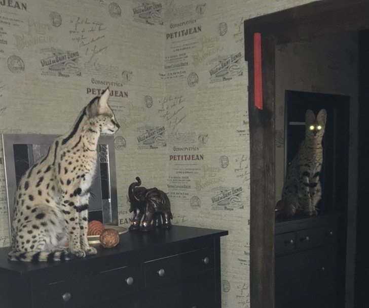 20+ вихованців, які опинилися один на один зі своїм відображенням