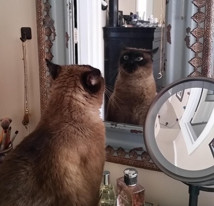 20+ вихованців, які опинилися один на один зі своїм відображенням