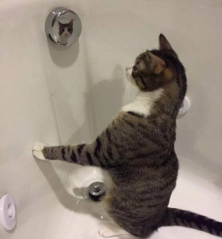 20+ вихованців, які опинилися один на один зі своїм відображенням