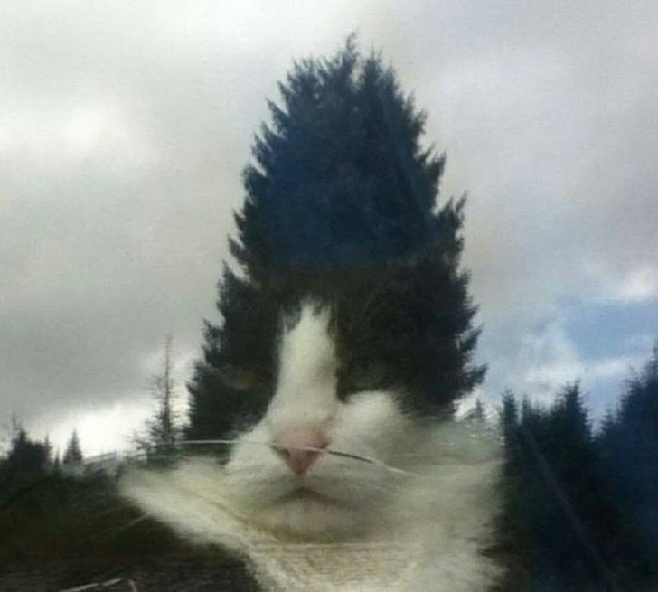 20+ вихованців, які опинилися один на один зі своїм відображенням