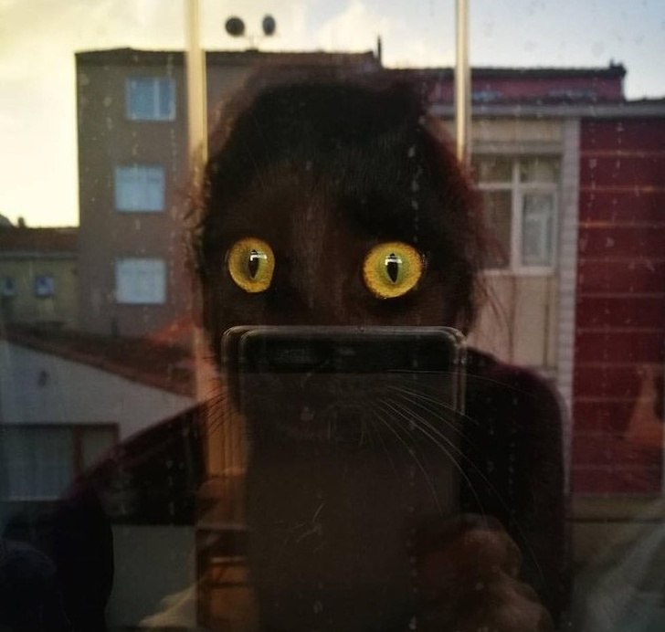 20+ вихованців, які опинилися один на один зі своїм відображенням