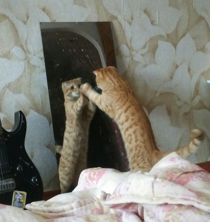 20+ вихованців, які опинилися один на один зі своїм відображенням