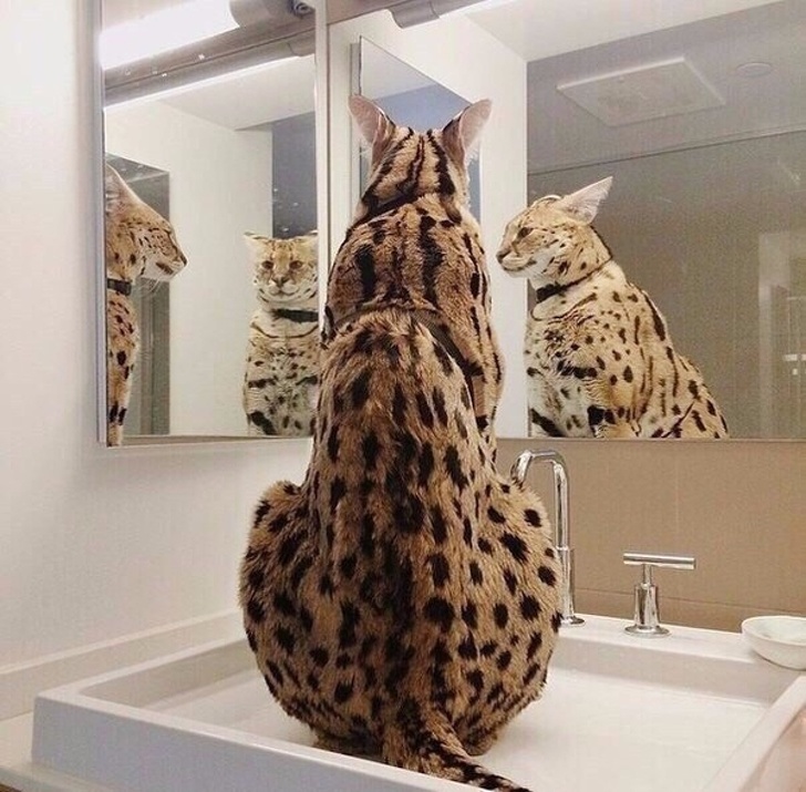 20+ вихованців, які опинилися один на один зі своїм відображенням