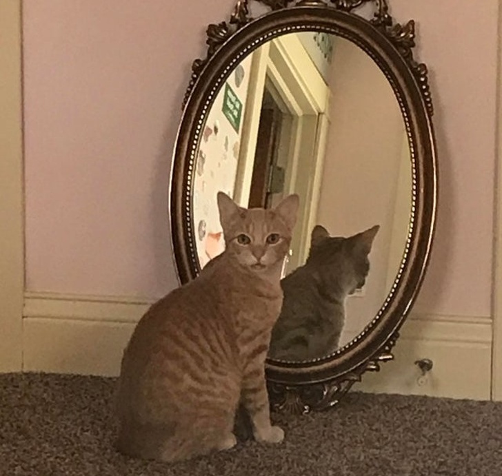 20+ вихованців, які опинилися один на один зі своїм відображенням