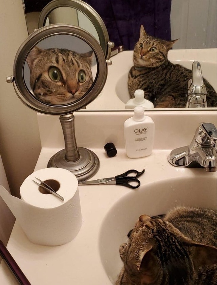 20+ вихованців, які опинилися один на один зі своїм відображенням